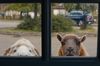 The Sheep Detectives in English at cinemas in Munich