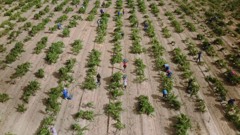 TOXIC HARVEST Backdrop Image